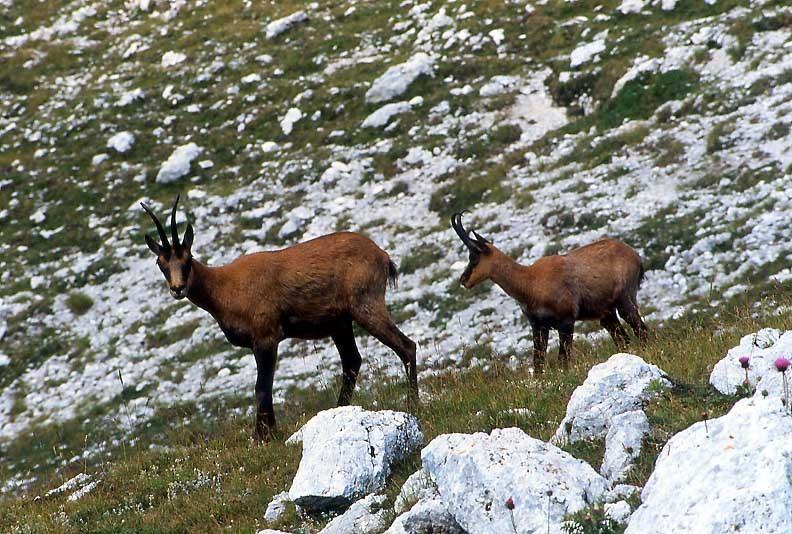 Rifugio Passo Godi Aparthotel Villetta Barrea Εξωτερικό φωτογραφία